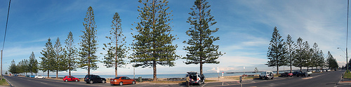 Norfolk Island Pines B