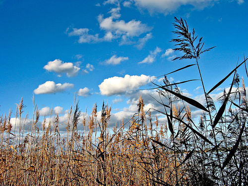 Cherry Lake 050