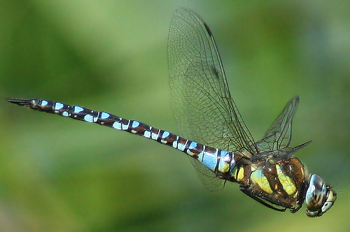 2008-09-20- 356_1 Dragonfly on wing (London Wetland Centre)