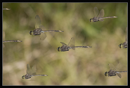 Dragonfly swarm