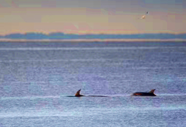 Burrunan Dolphins