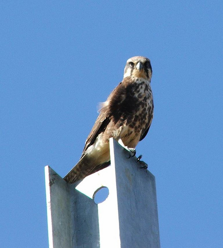 Brown Falcon