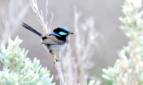 Fairy Wren257