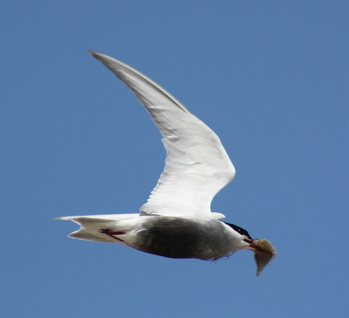 Whiskered Tern