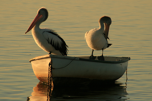 Australian Pelicans (Pelicanus conspicillatus)