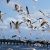 Birds of Altona