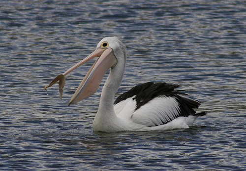 Birds of Altona - Beautiful Altona