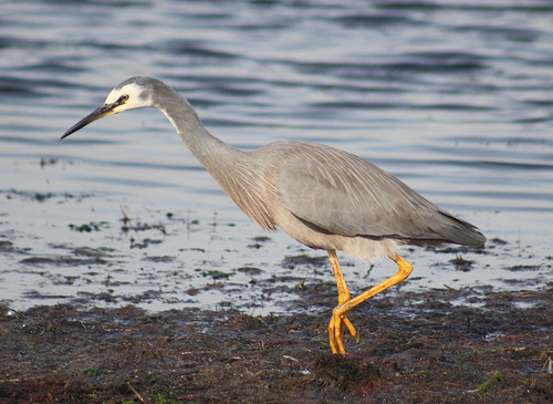 White Faced Heron 19-05-09