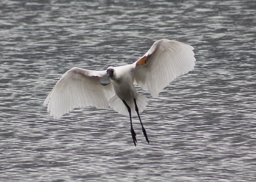 Royal Spoonbill 14-07-09