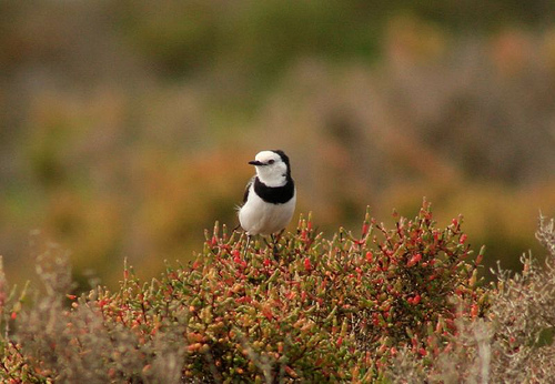 White-fronted Chat (Epthianura albifrons)