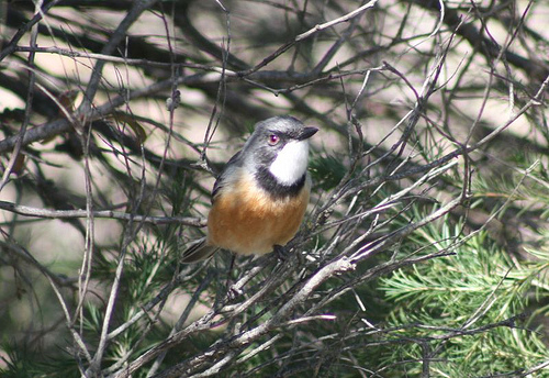 Rufous Whistler (Pachycephala rufiventris)