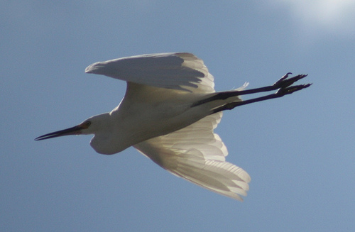 Little Egret 2 22-4-10