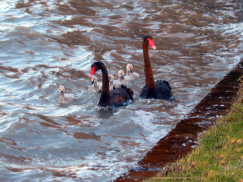 Cherry Lake Black Swans 04