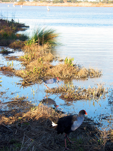 Cherry Lake Swamp Hen 04