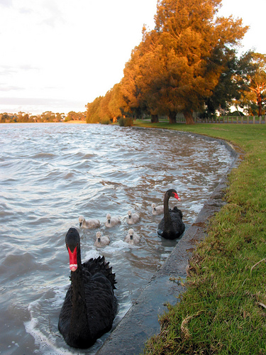 Cherry Lake Sunset Black Swans 09