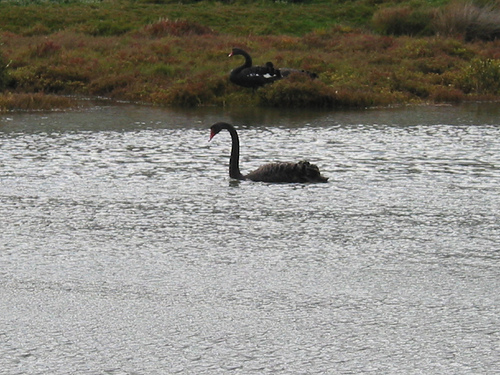 Swans on Lower Kororoit Creek