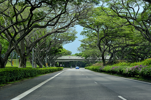 Tree lined streets Singapore