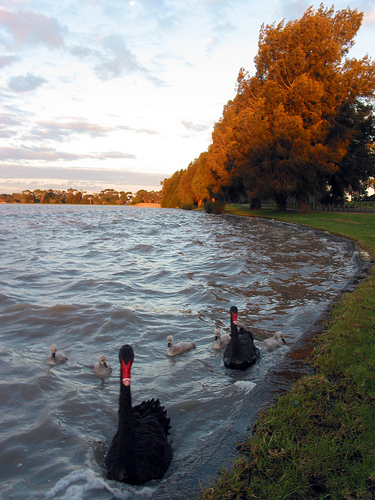 Cherry Lake Sunset Black Swans 08