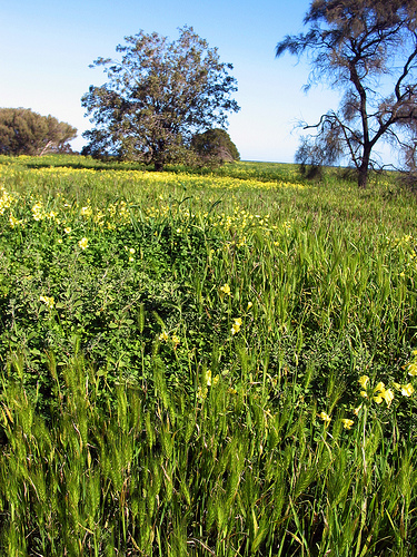 Wild Wheat 1