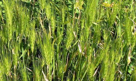 Wild Wheats in P.A. Burns Reserve