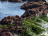 Tidepool