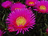 Flor de Carpobrotus edulis o diente de leon