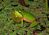 Litoria fallax croaking_3821