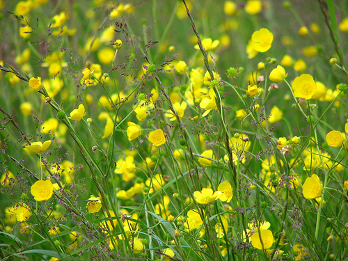 Buttercups and meadow grass