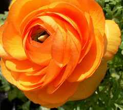 Orange Ranunculus