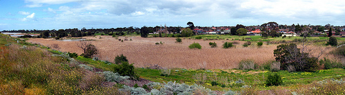 Cherry Wetland D