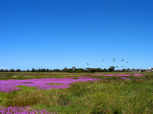 Pigface & Flying Birds