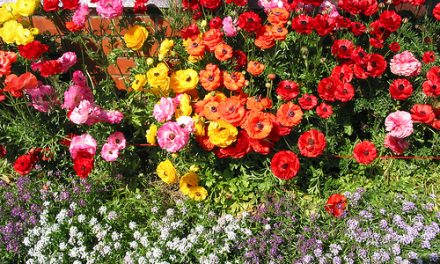 The Ranunculus Extravaganza