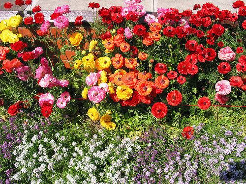 The Ranunculus Extravaganza