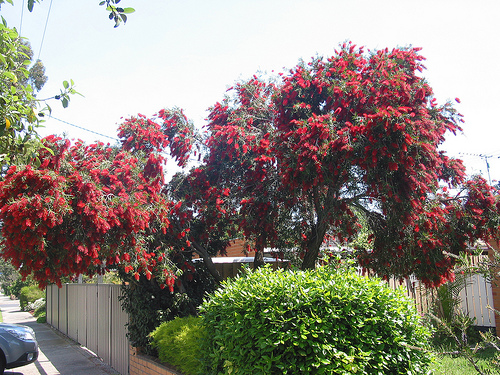 Bottlebrush 02