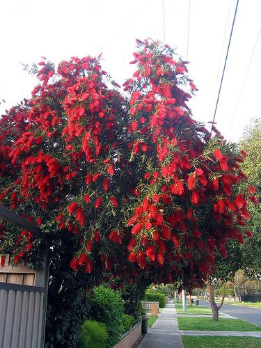 Bottlebrush 06