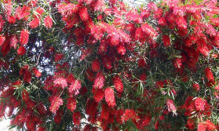 Bottlebrush