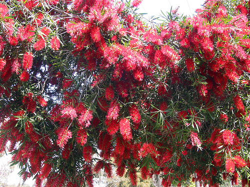 Bottlebrush