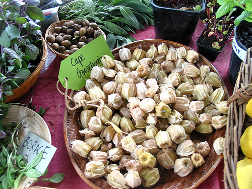 Cape Gooseberry