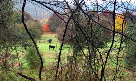 Autumn in Bright