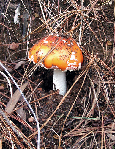 Mushroom 03