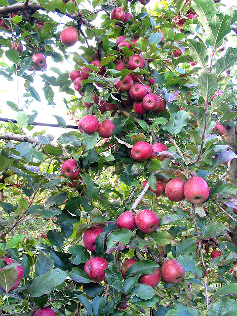 Alpine Apple Tree 01