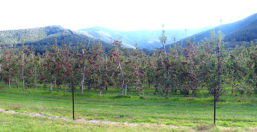 Alpine Apple Orchard A