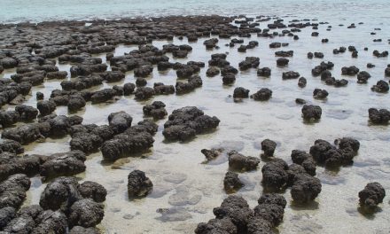 The Stromatolites of Shark Bay