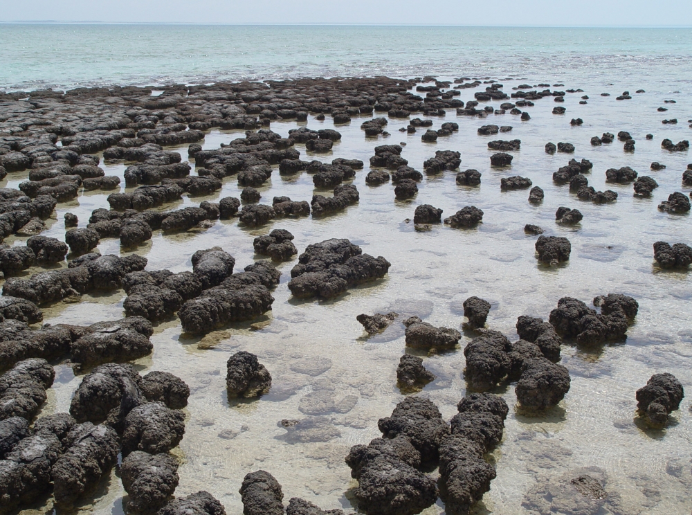 Stromatolites in Shark Bay