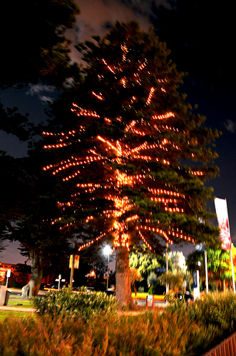 Logan Reserve Christmas Tree 01