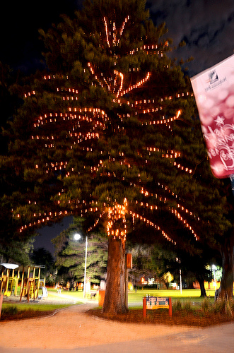 Logan Reserve Christmas Tree 02