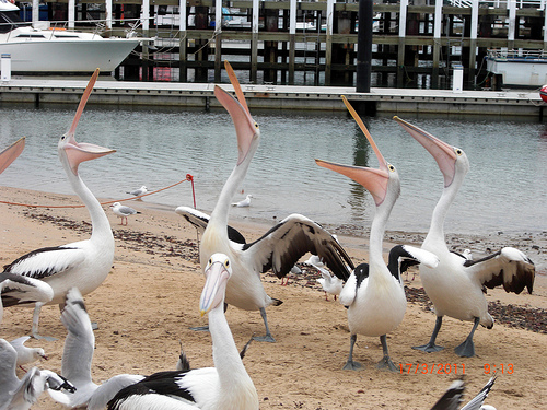 San Remo Pelicans BeeLing 13