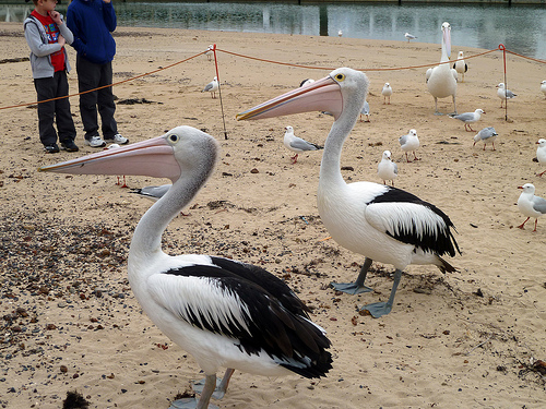 San Remo Pelicans BeeIng 01