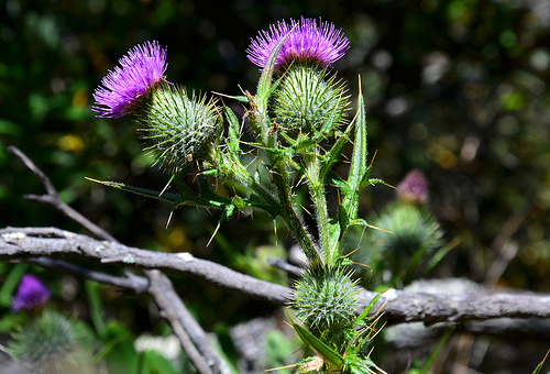 Flowers 01