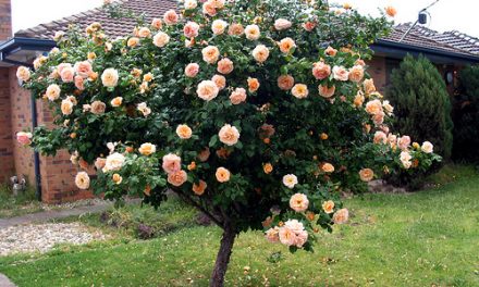 A Special Rose Tree in Altona